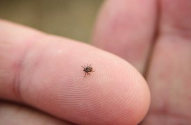 На прошлой неделе клещи покусали 87 жителей Тулы и области