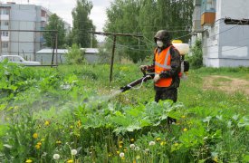 В Туле отряд специалистов продолжает сражаться с борщевиком