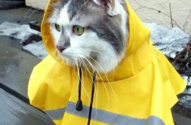 Погода в Туле: тепло возвращается, а дожди не уходят