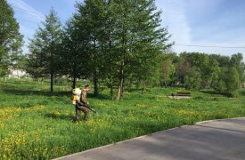 Ликвидаторы борщевика пришли в Баташевский сад