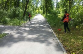 В Туле борются с сорняками