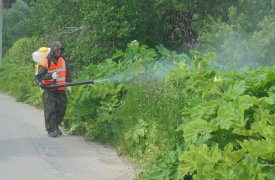 В Туле продолжается борьба с борщевиком