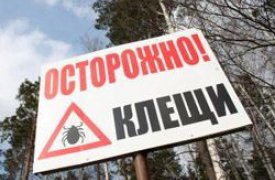 С начала сезона клещи покусали 1379 жителей Тульской области