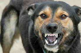В Тульской области на 1 июля зарегистрировано 18 случаев бешенства животных