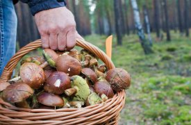 Грибной сезон: как тулякам не заблудиться в лесу?