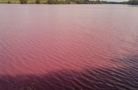 По факту розовой воды в водохранилище Богородицка проводится прокурорская проверка