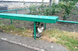 МЧС предупреждает: в ближайшие часы возможны грозы и шквалистый ветер
