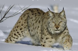 Тулякам расскажут про рысь