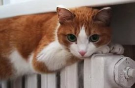 Куда обращаться тулякам, если до сих пор не дали отопление?
