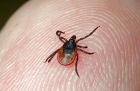 В Туле наступили холода, но клещи не перестают атаковать людей