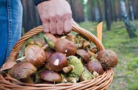 Пропавшего грибника нашли мертвым в Тульской области