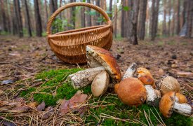 В Тульской области егерь по ошибке застрелил грибника