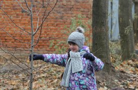 В Тульских дворах высаживают липы и черёмуху