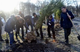 В Новомосковске высадили 100 молодых сосен