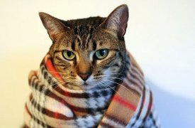 Погода в Туле 28 ноября: когда уже потеплеет?