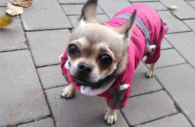 Собачье дело к Новому году: помогаем тулякам выбирать подарки