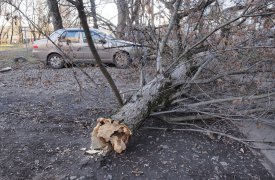 В Туле на ул. Ложевой дерево рухнуло на припаркованные машины