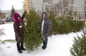 Где купить живую ёлку в Туле?