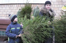 Как тулякам правильно выбрать живую елку на Новый год