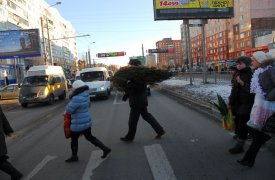 Где в Туле купить живую елку?
