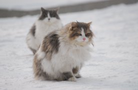 Погода в Туле 29 декабря: хмурая пятница