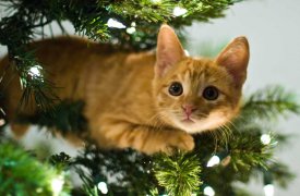 Тульский кремль приглашает на семейную квест-игру «Приключения кота Акинфия»