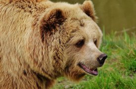 В Тульской области охотоведческое хозяйство скармливало медведям биологические отходы