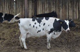В Донском разыскали мужчину, который крал коров в 1999 году