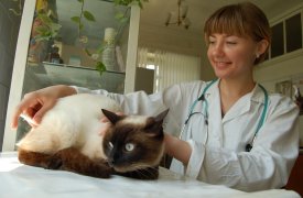 Где тулякам оформить вывоз домашних животных за рубеж?