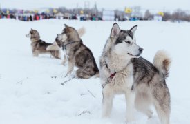 «Куликово поле» приглашает на «Большой тур»: гонки на собачьих упряжках, выставка снежных скульптур, катание на лошадях и пони