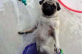 Водоснабжение в Щекино полностью восстановлено
