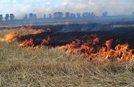 За пал сухой травы тулякам грозят крупные штрафы