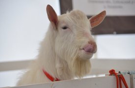 Туляки могут посмотреть на различных коз и козлов