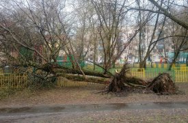 Метеопредупреждение МЧС: остерегайтесь падающих деревьев