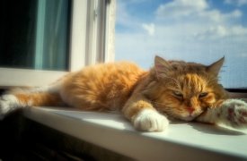 В Туле в четверг ожидается до +29°С