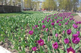58 тысяч тюльпанов распустятся в Туле ко Дню Победы