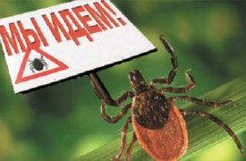 Новая напасть: клещи атакуют Россию