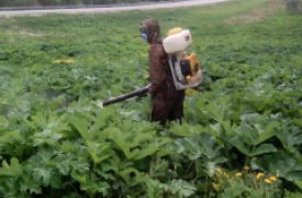 В поселке Шатск под Тулой обрабатывают очаги произрастания борщевика