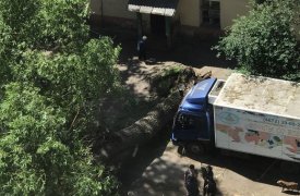 На улице Болдина в Туле дерево остановило движение транспорта