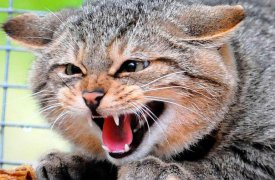 В Тульской области обнаружено 65 случаев бешенства у домашних животных