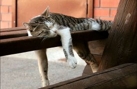 В Тулу пришла аномальная жара: днём разогреет до +33°