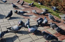 В Тульской области все чаще находят на улицах погибших птиц