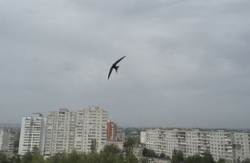 В Заречье тулячка упала с крыши дома