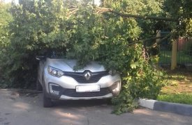 В Туле во время грозы дерево упало на припаркованную машину