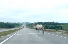 По трассе возле Новомосковска бегает верблюд. ВИДЕО