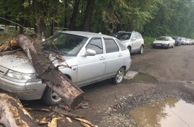 Возле «Тулачермета» на легковушку рухнуло спиленное дерево