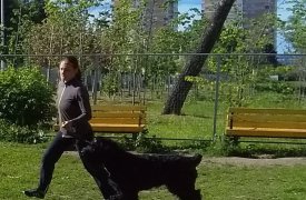Где в Туле можно выгуливать собак