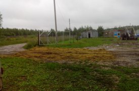 В Ясногорском районе выявили очаг африканской чумы