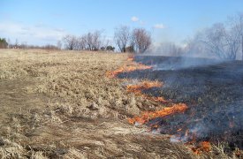 В Тульской области сохраняется 4 класс пожарной опасности