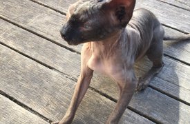 В Скуратово разыскивают хозяев лысого котика